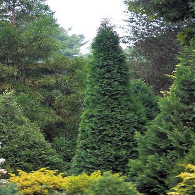 Thuja North Pole&reg; – Park Seed