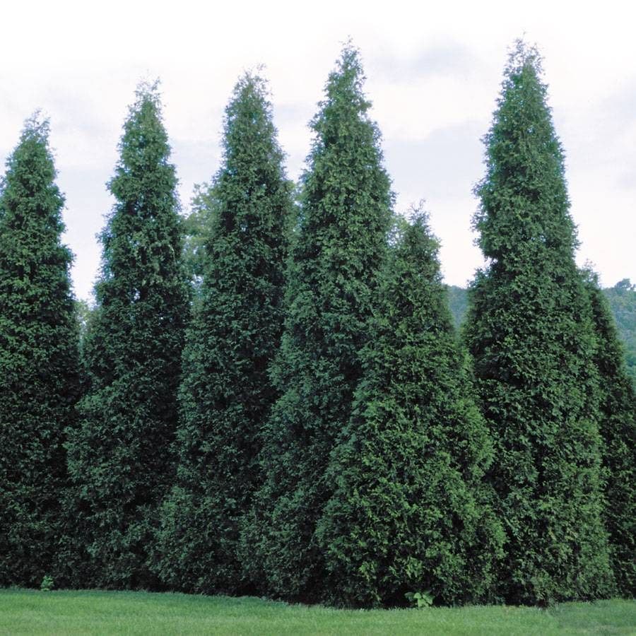 thuja plant seeds Thuja 'Green Giant' Arborvitae
