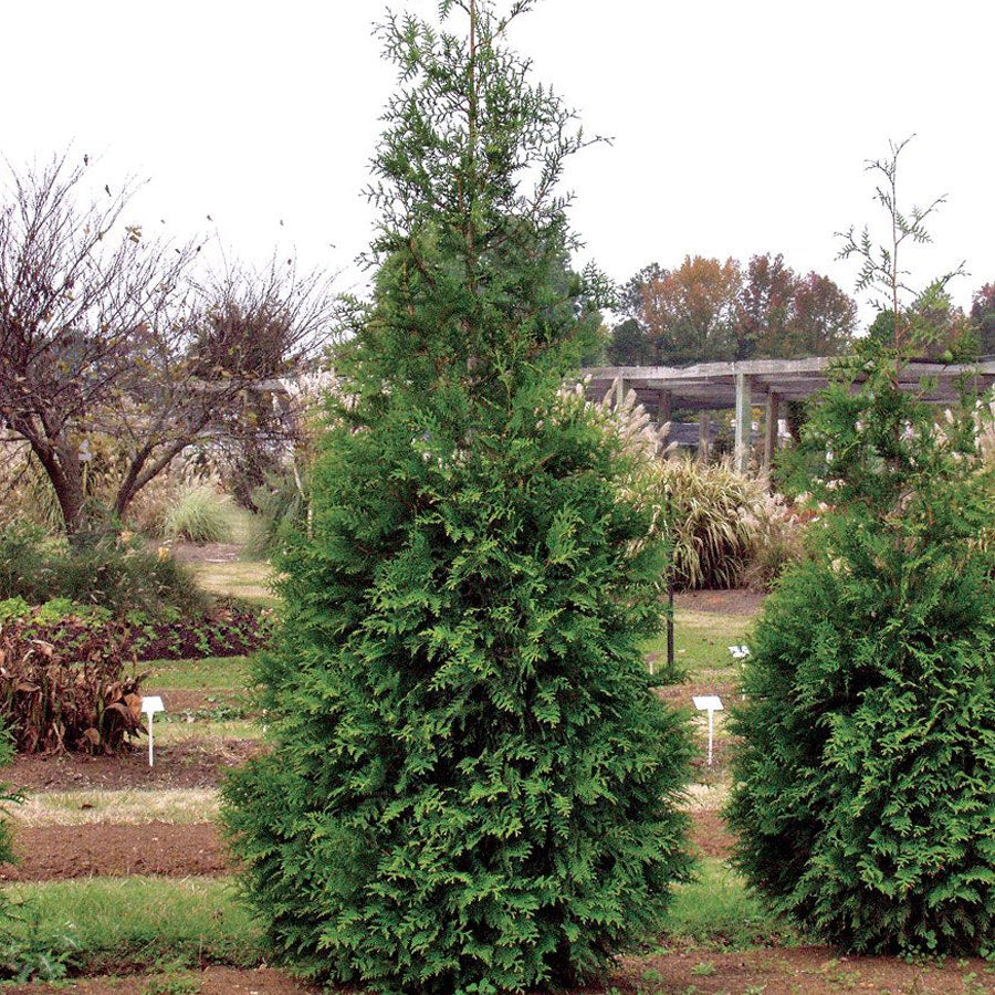 Thuja 'Green Giant' Arborvitae