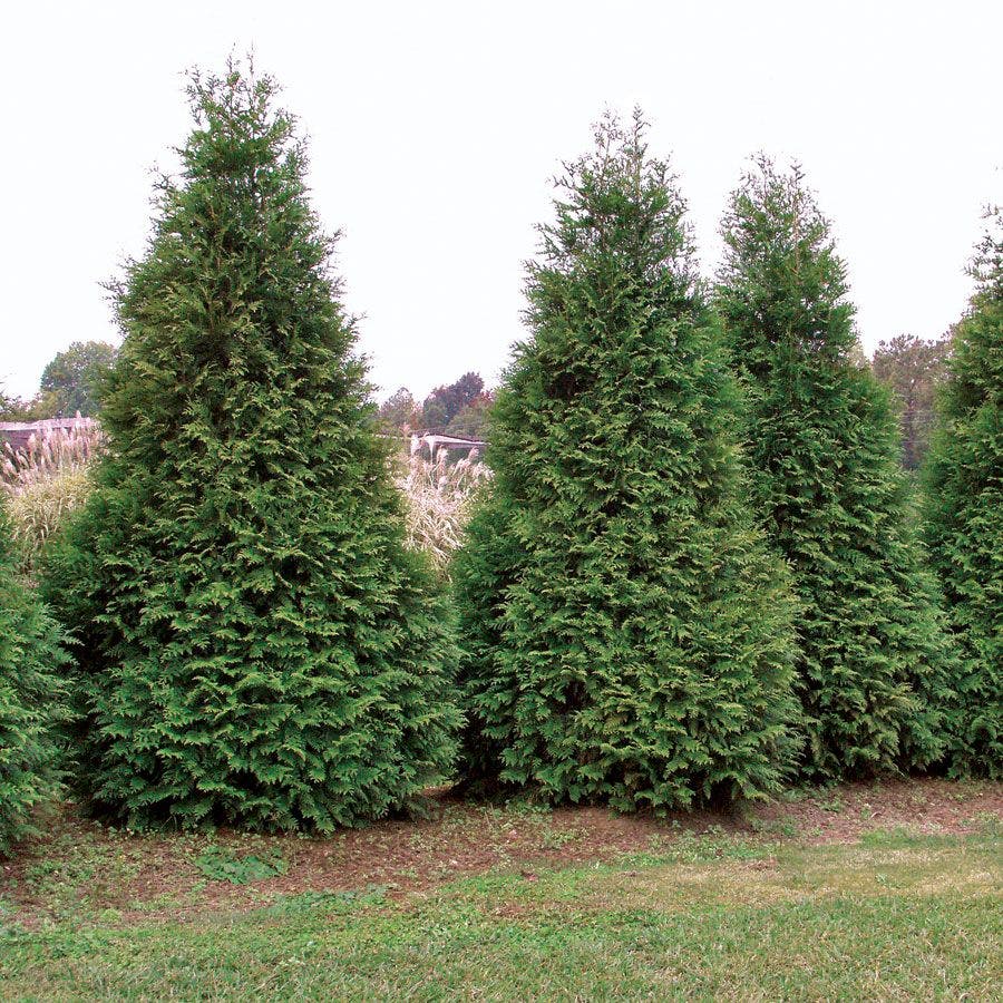 Thuja 'Green Giant' Arborvitae