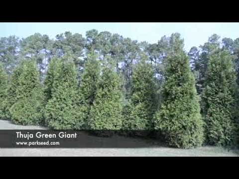 Thuja 'Green Giant' Arborvitae
