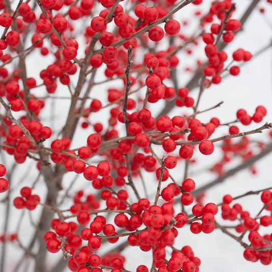 Ilex Berry Poppins®