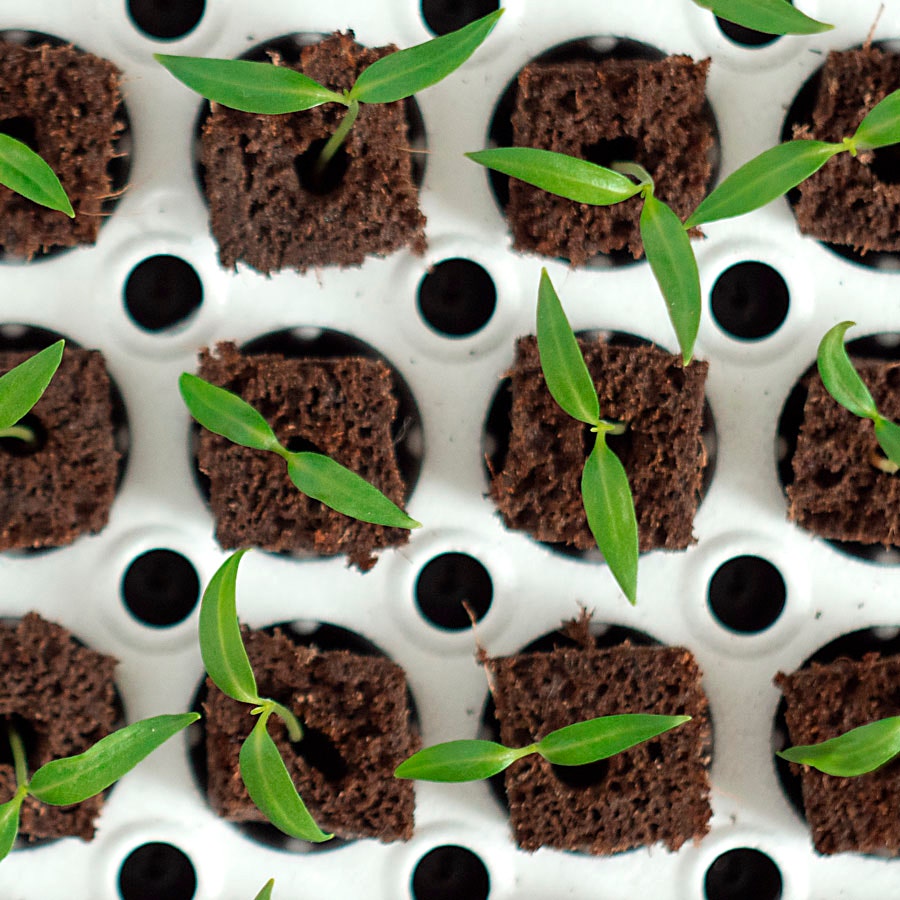 Bio Dome - Original Seed Starting Kit