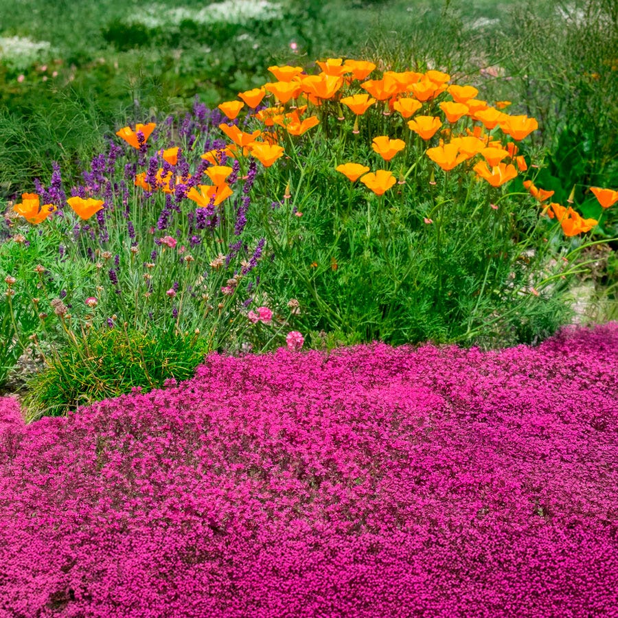 plant thyme seeds Red Creeping Thyme