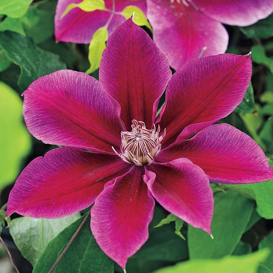 Clematis 'Kilian Donahue'