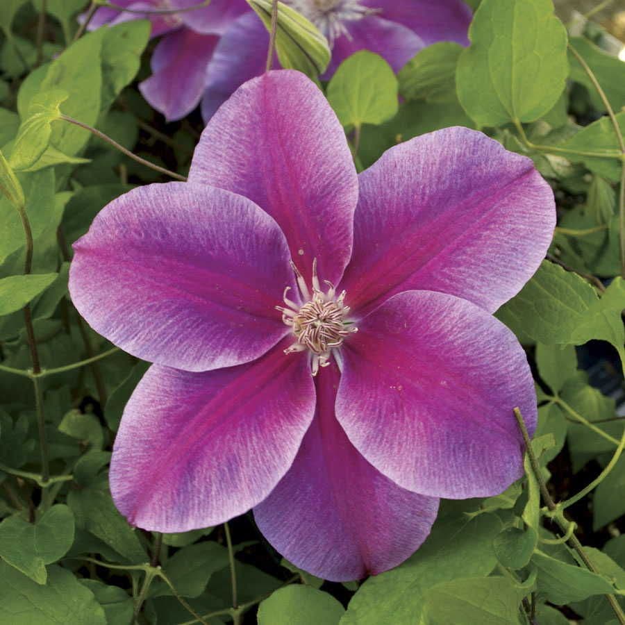 Clematis 'Kilian Donahue'