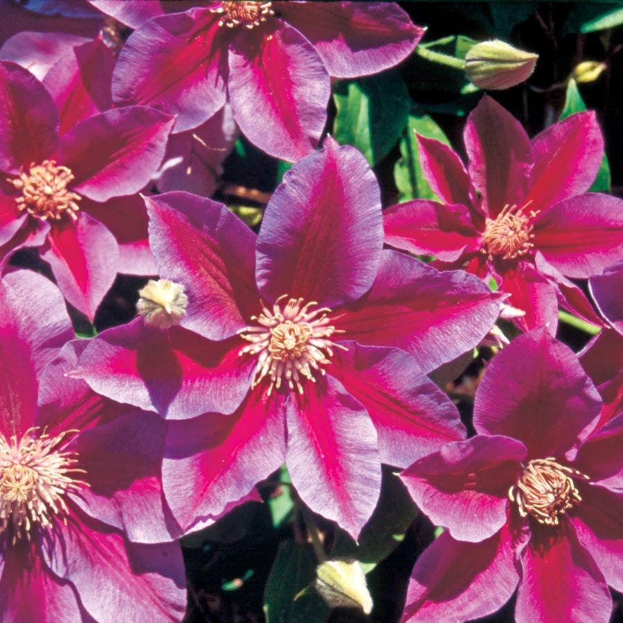 Clematis 'Kilian Donahue'