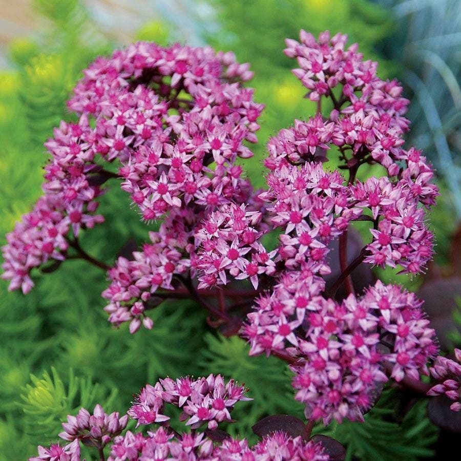 SunSparkler® Cherry Tart Sedum