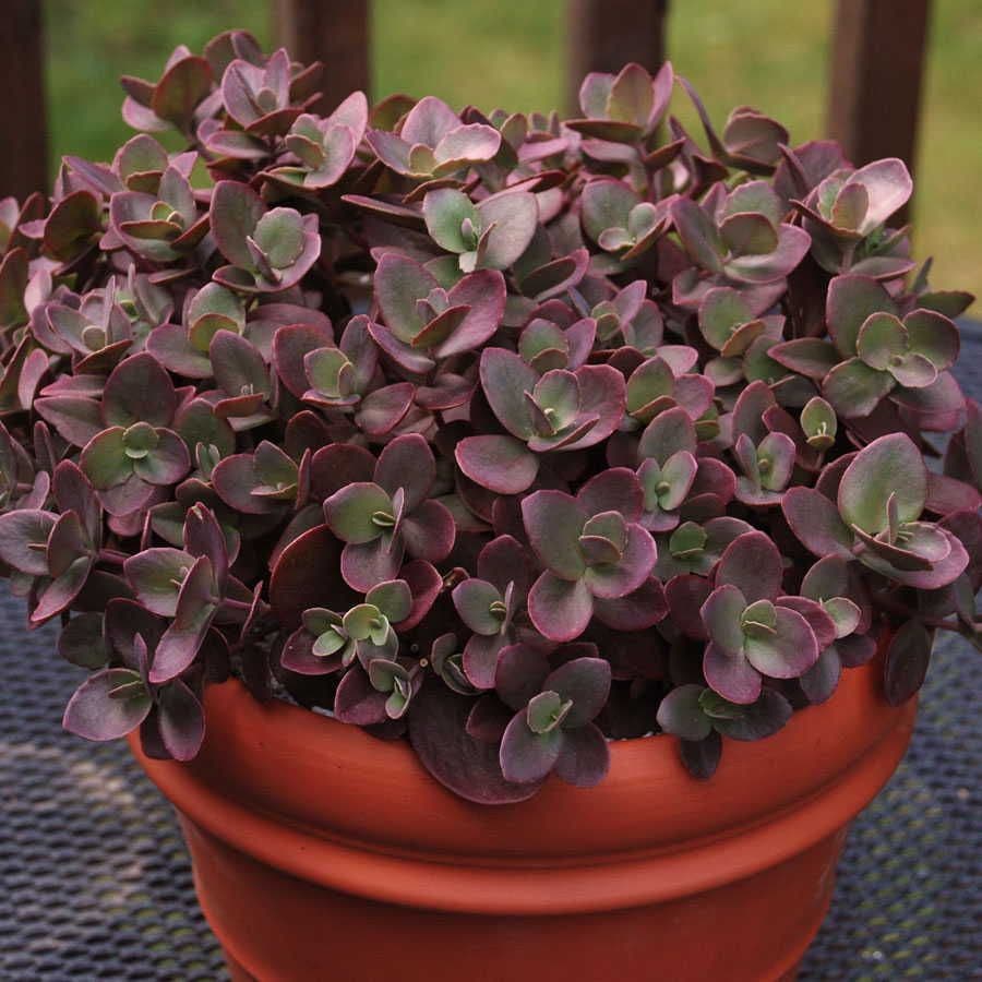 SunSparkler® Cherry Tart Sedum