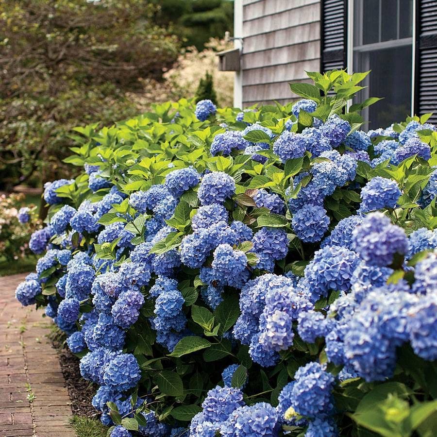 Endless Summer® Hydrangea