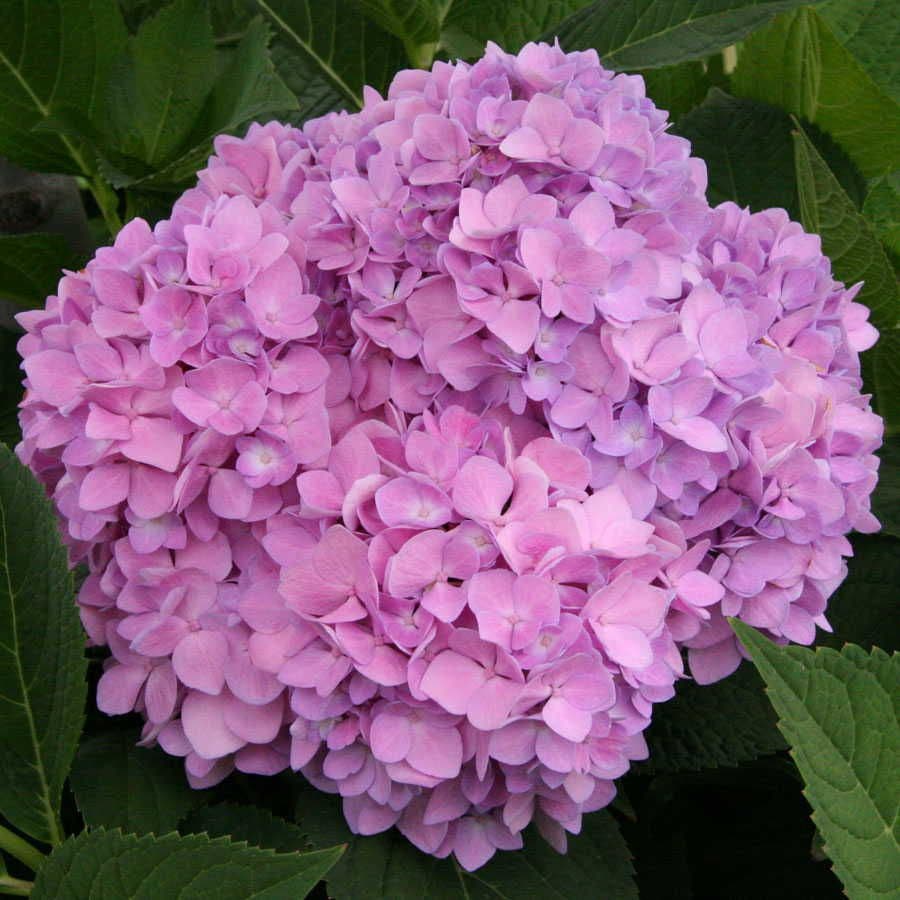 Endless Summer® Hydrangea