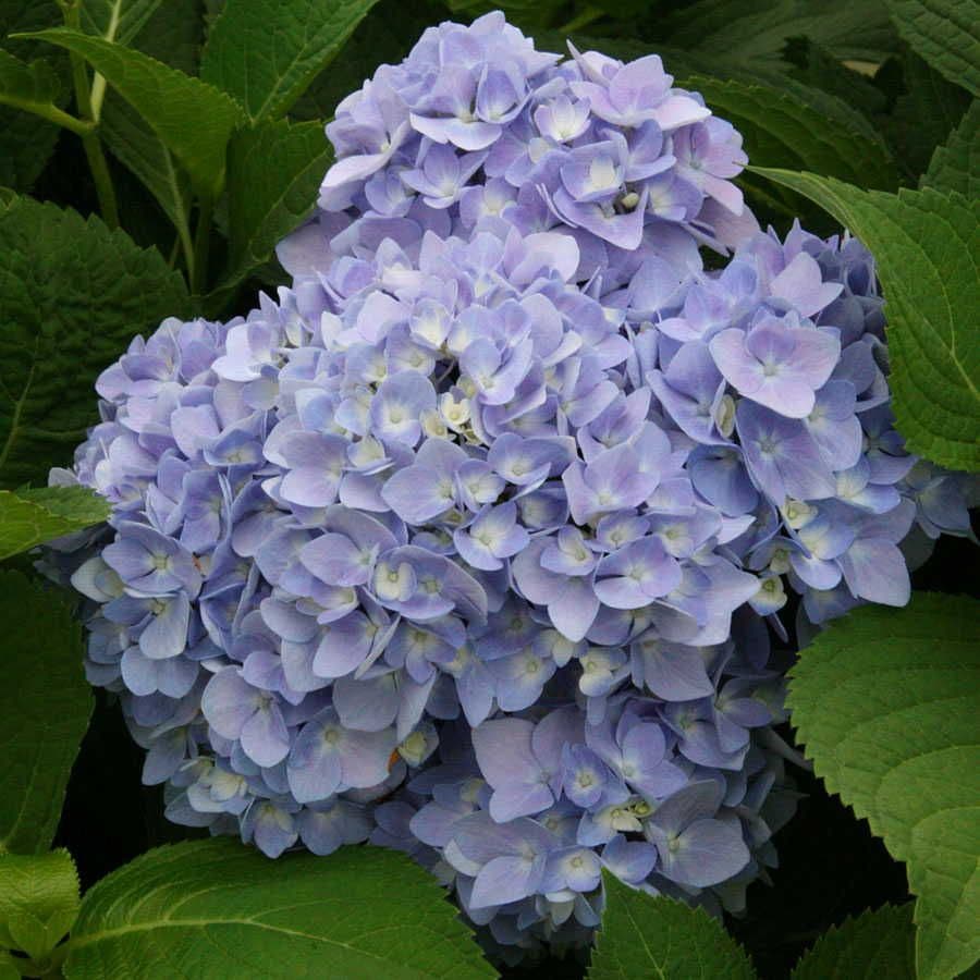 Endless Summer® Hydrangea