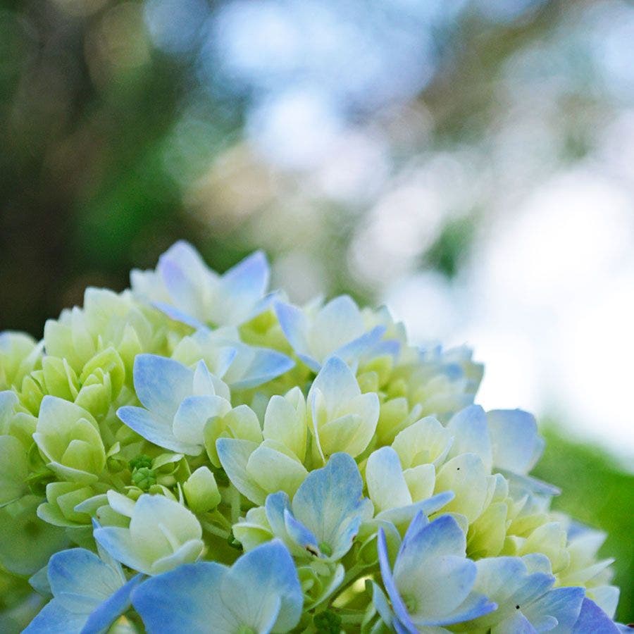 Endless Summer® Hydrangea