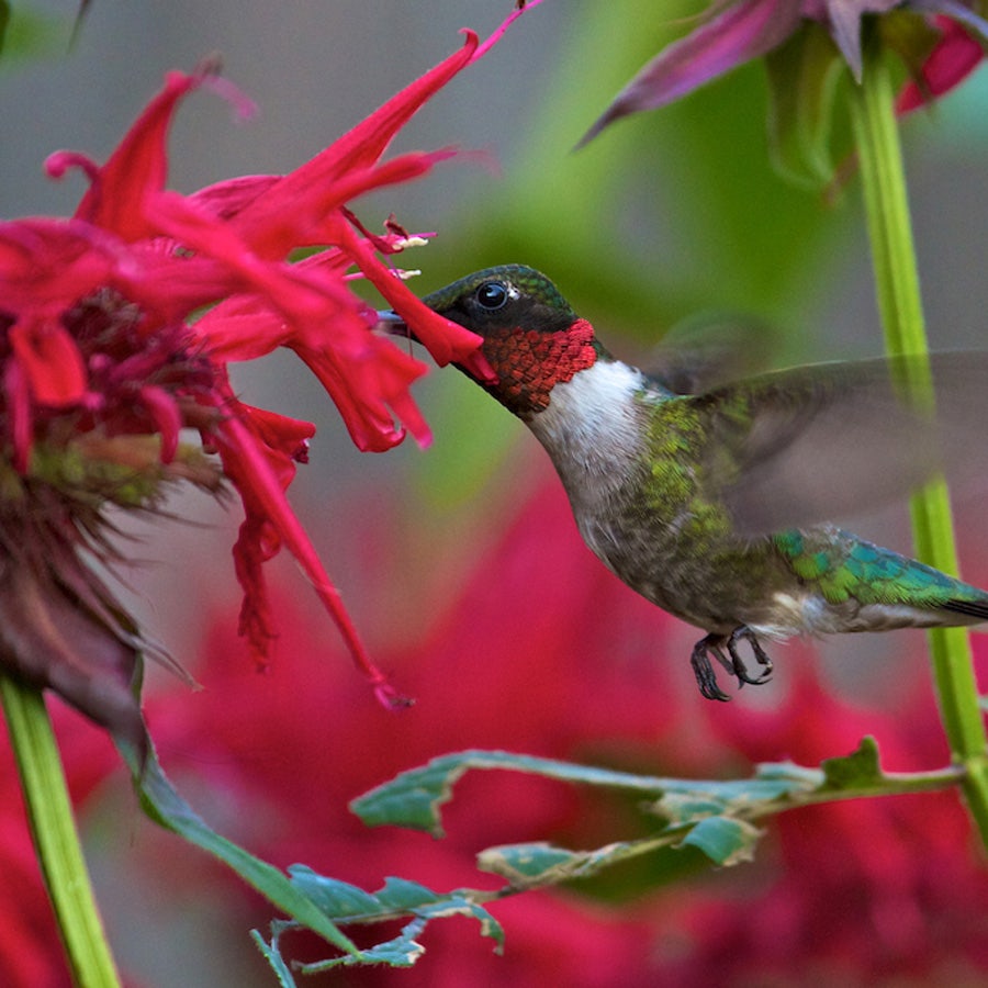 Gardenview Scarlet Bee Balm