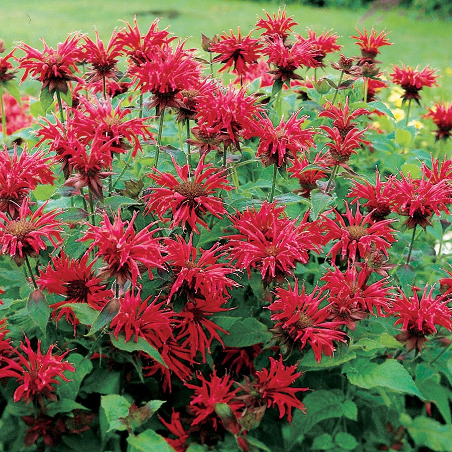Gardenview Scarlet Bee Balm