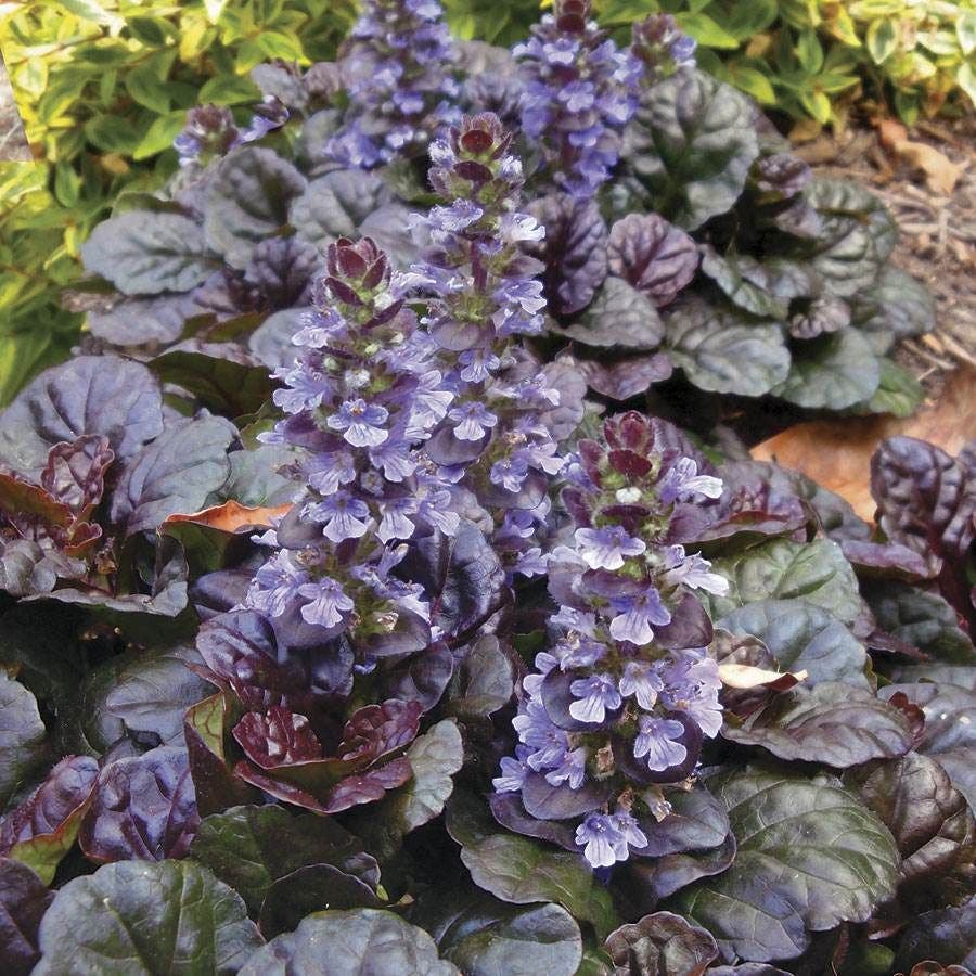 Black Scallop Bugleweed