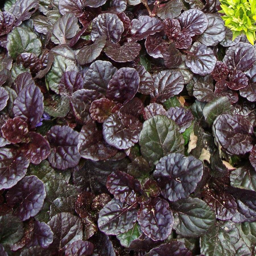 Black Scallop Bugleweed