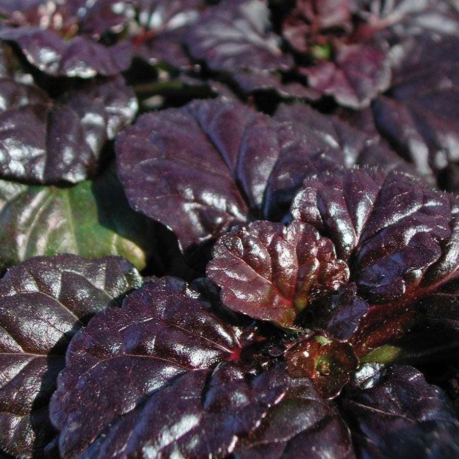 Black Scallop Bugleweed