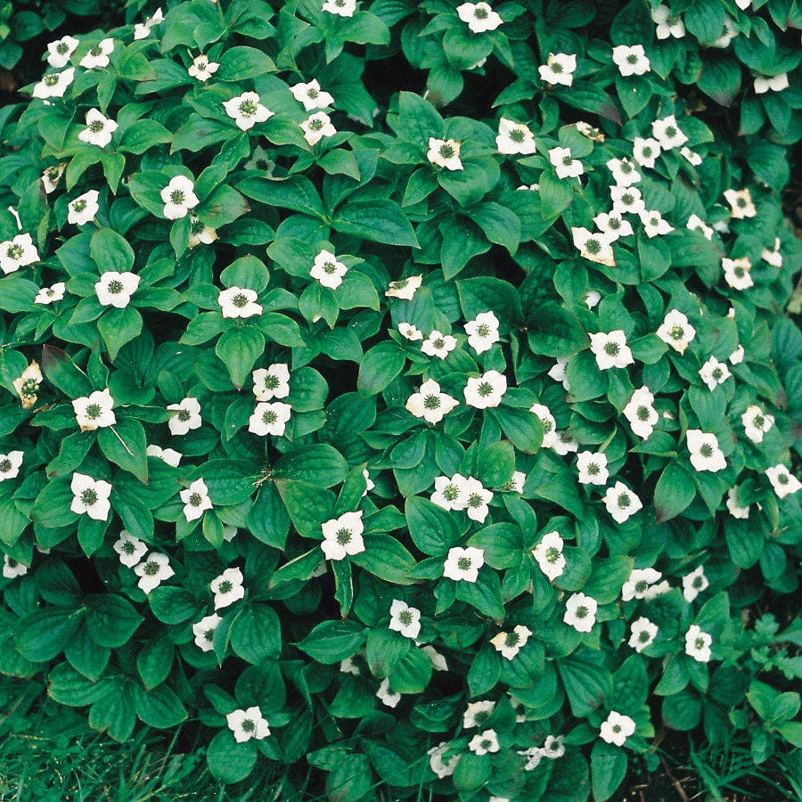Cornus Bunchberry