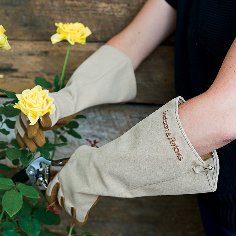 gardening gloves for rose bushes Jackson & Perkins Rose Gloves