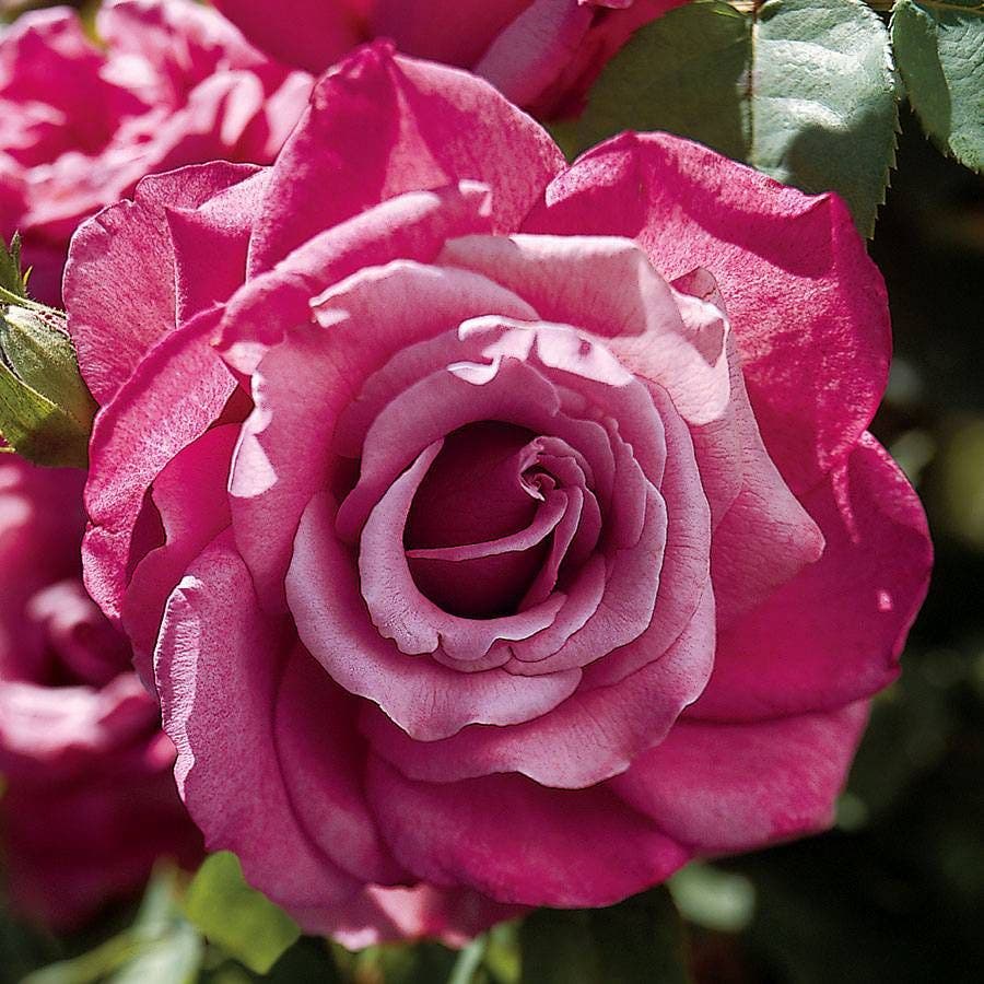 heirloom rose seeds Heirloom Hybrid Tea Rose