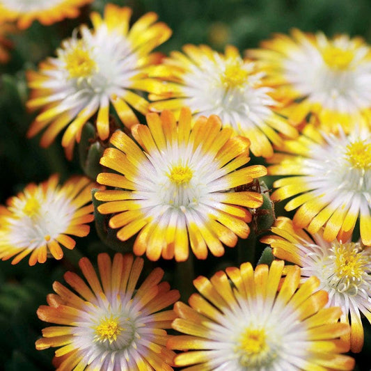 Jewel of Desert Topaz Iceplant