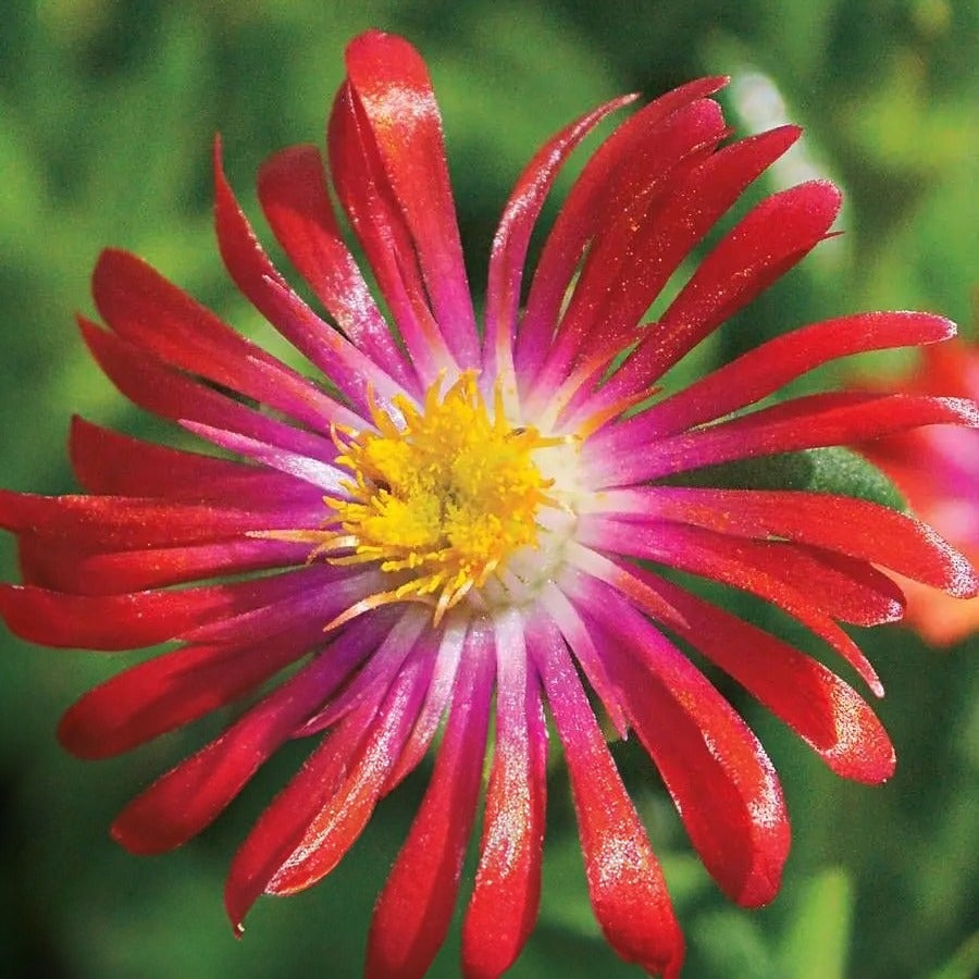 Delosperma 'Jewel of Desert Garnet'