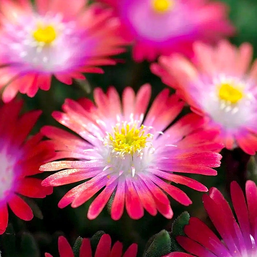 Delosperma 'Jewel of Desert Garnet'