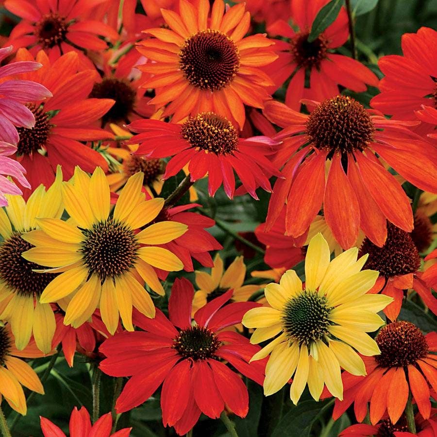 Echinacea 'Cheyenne Spirit' Mix