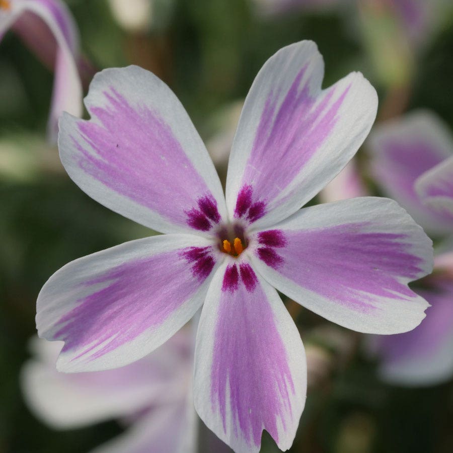 planting creeping phlox from seed Phlox 'Candy Stripe' Creeping Phlox