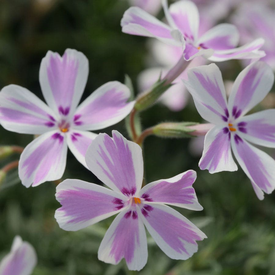 Phlox 'Candy Stripe' Creeping Phlox