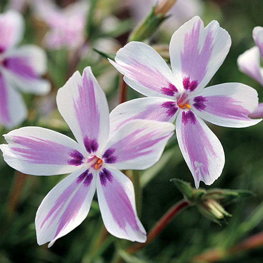 Phlox 'Candy Stripe' Creeping Phlox