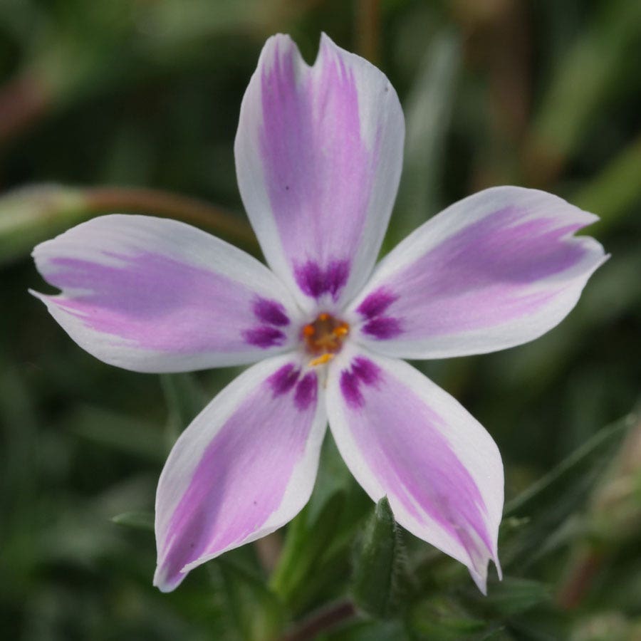 Phlox 'Candy Stripe' Creeping Phlox