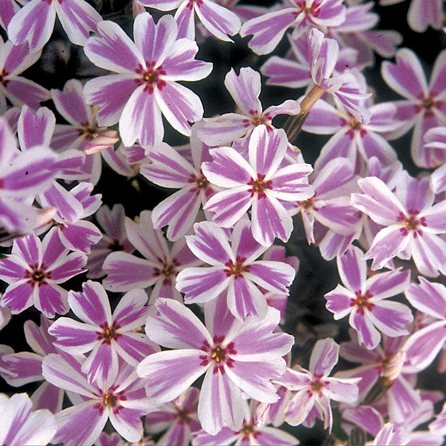 Phlox 'Candy Stripe' Creeping Phlox