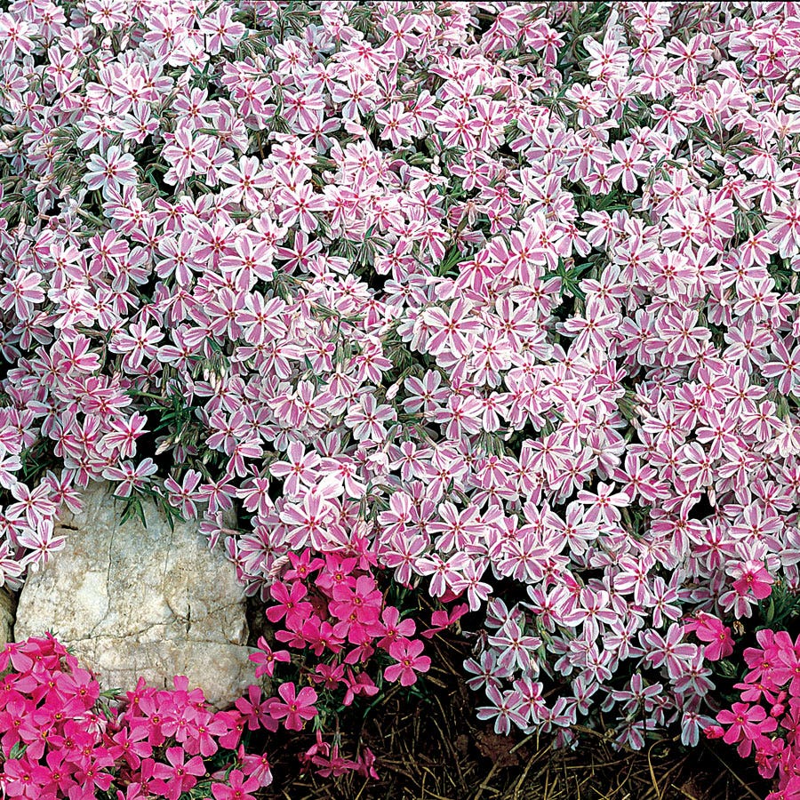 Phlox 'Candy Stripe' Creeping Phlox