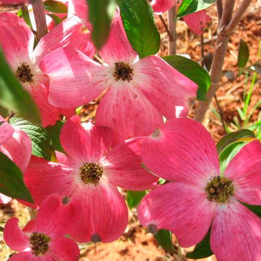 Cornus Red Pygmy®