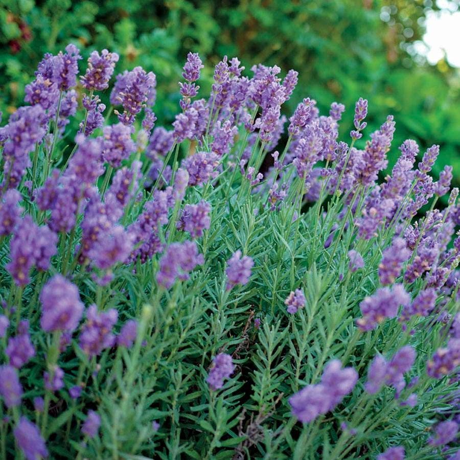 lavender plants sold near me Lavandula Phenomenal™ – Park Seed