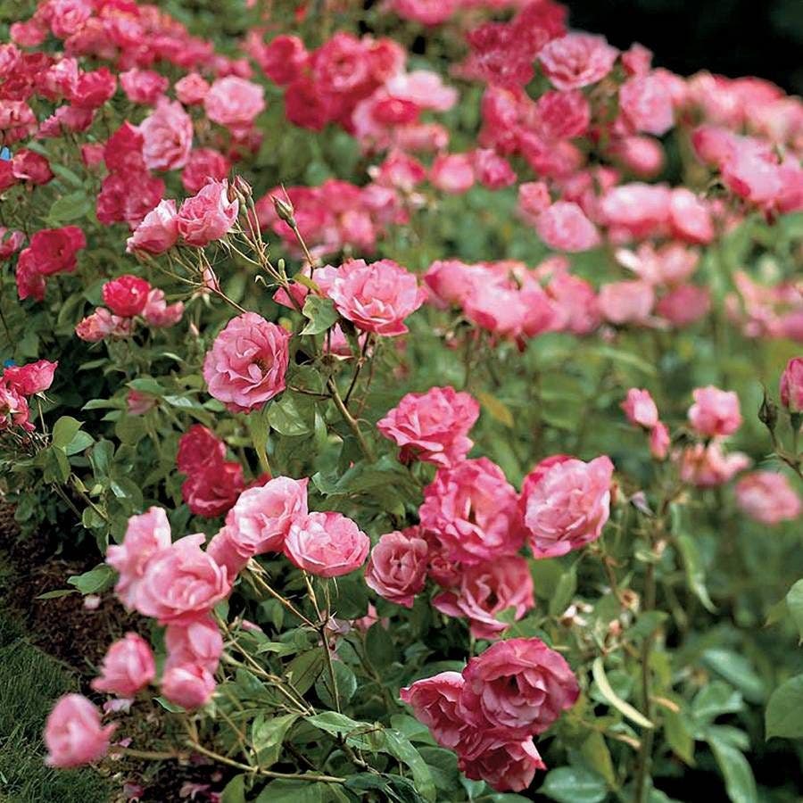 Simplicity Hedge Rose