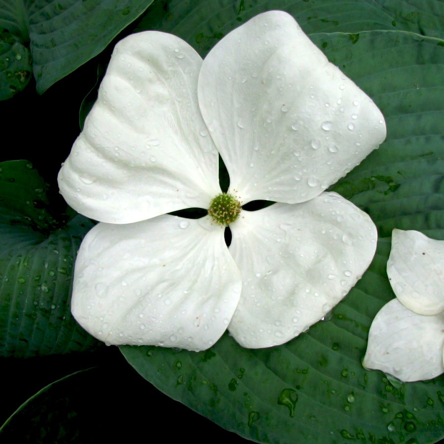 Venus® Dogwood