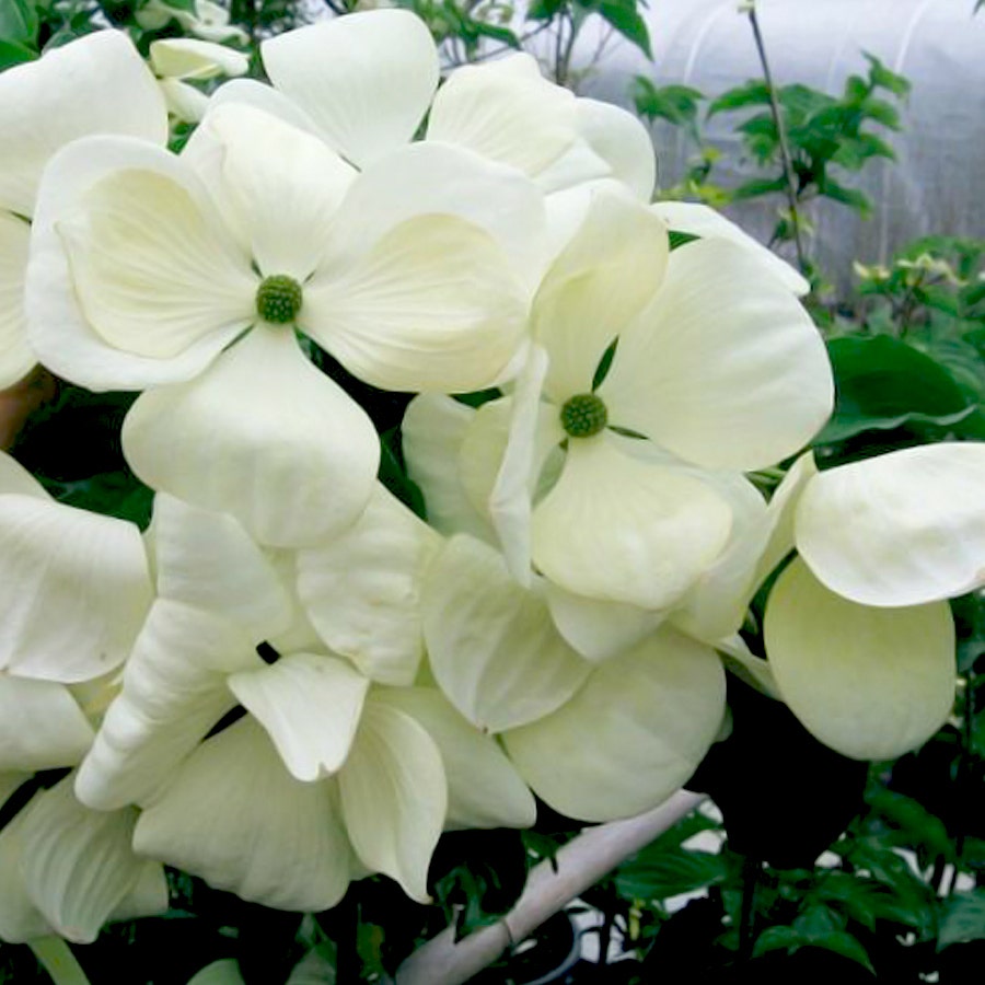 Venus® Dogwood