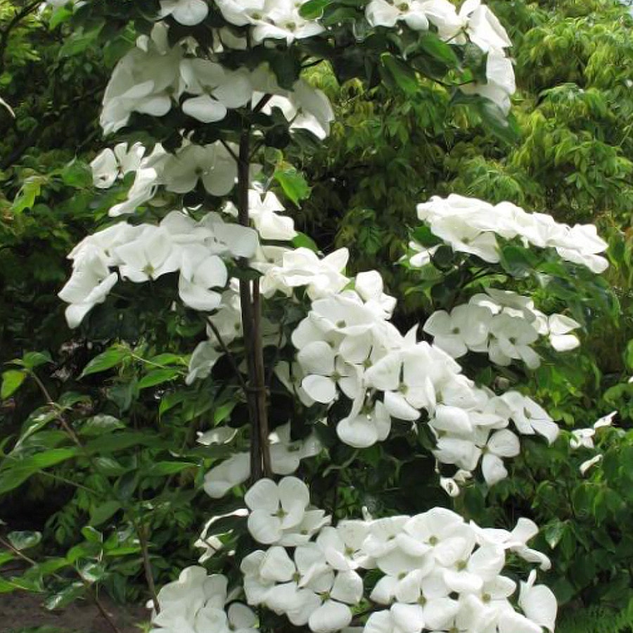 Venus® Dogwood