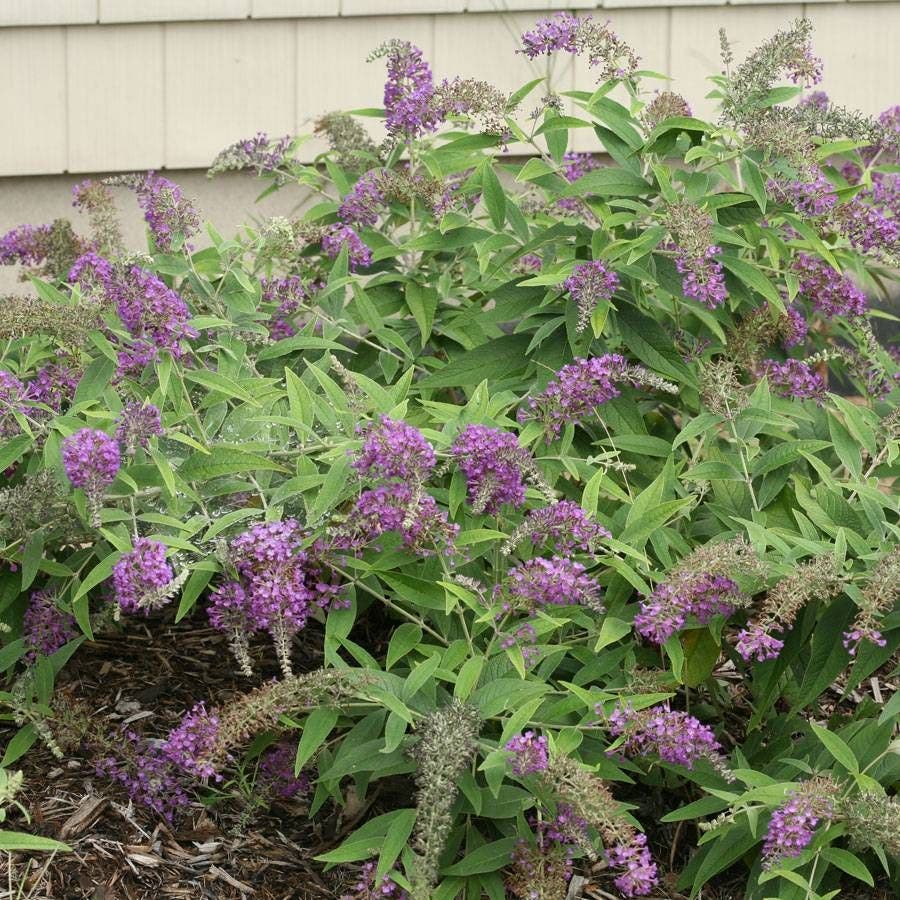 Buddleia Lo & Behold® Purple Haze