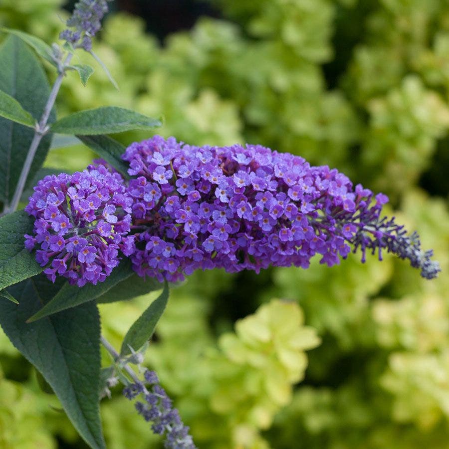 Buddleia Lo & Behold® Purple Haze