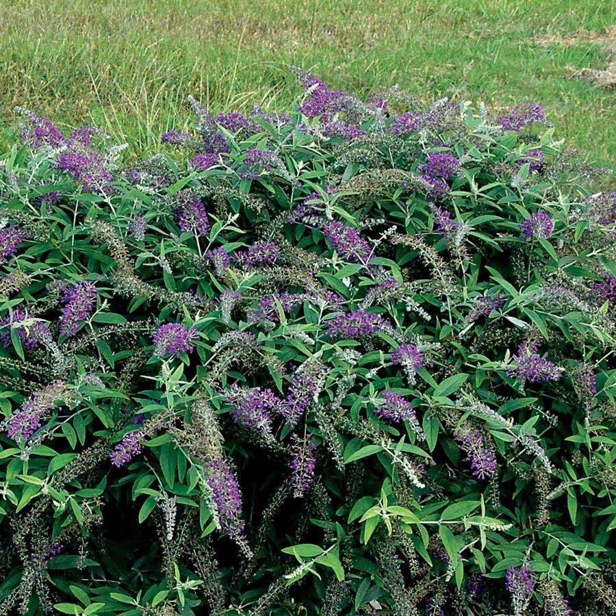 Buddleia Lo & Behold® Purple Haze