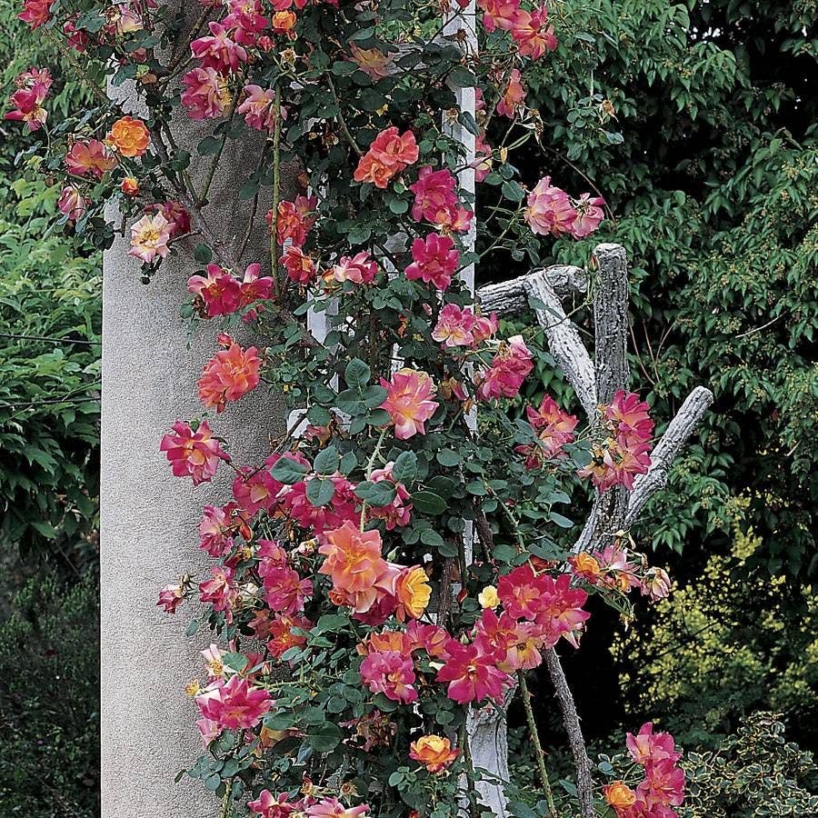 Joseph's Coat Climbing Rose