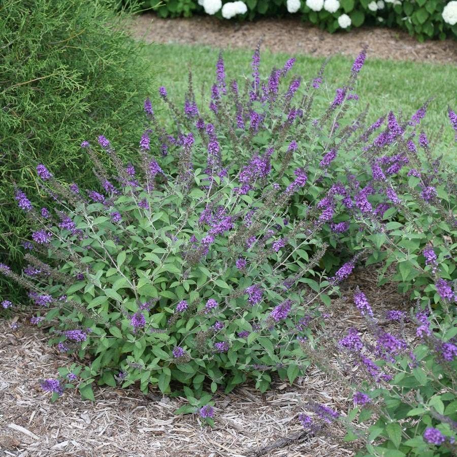 Buddleia Lo & Behold® 'Blue Chip Jr.'