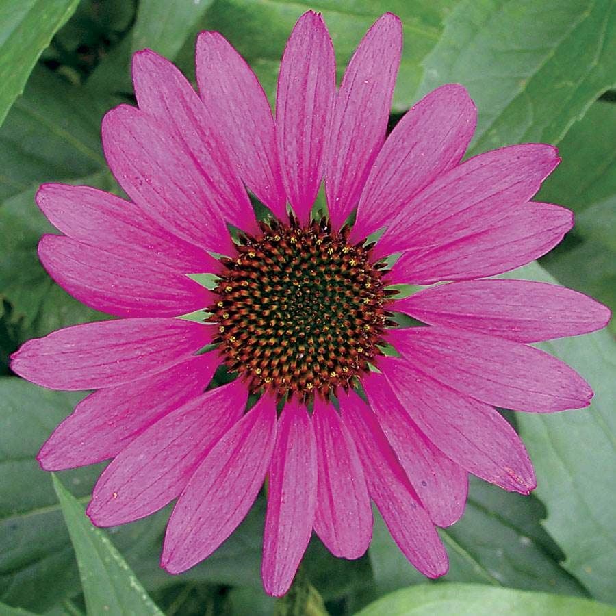 echinacea purpurea magnus seeds Echinacea 'Magnus' Coneflower – Park Seed