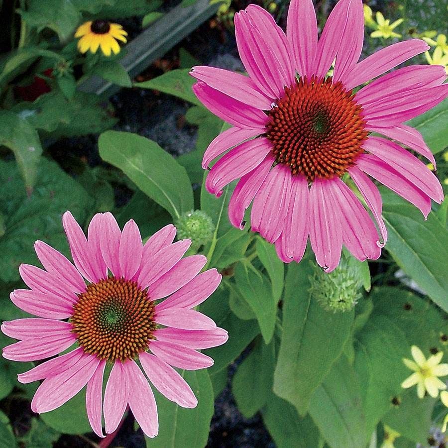 Echinacea 'Magnus' Coneflower