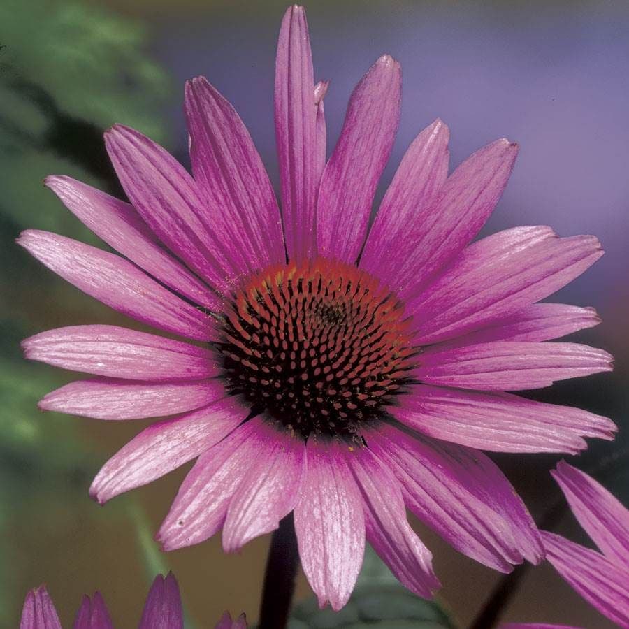 Echinacea 'Magnus' Coneflower