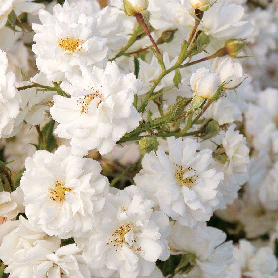 Wedding Dress® Ground Cover Rose